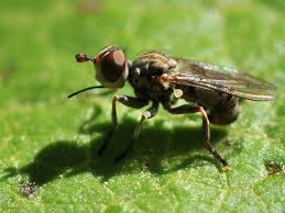 Attēlu rezultāti vaicājumam “Conopidae”