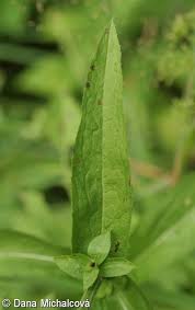 Attēlu rezultāti vaicājumam “Centaurea phrygia bud”