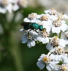 Attēlu rezultāti vaicājumam “Hedychrum sp.”