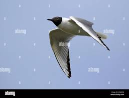 Image result for Chroicocephalus philadelphia