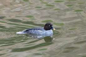 Attēlu rezultāti vaicājumam “Bucephala clangula female”