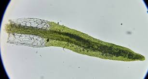 Attēlu rezultāti vaicājumam “Eucladium verticillatum”