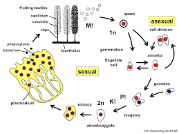 Attēlu rezultāti vaicājumam “Stemonitis foliicola plasmodium”