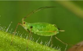 Attēlu rezultāti vaicājumam “Aphididae”