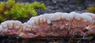 Attēlu rezultāti vaicājumam “Cylindrobasidium evolvens”