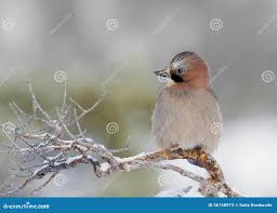 Attēlu rezultāti vaicājumam “Garrulus glandarius”