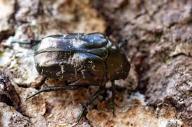 Attēlu rezultāti vaicājumam “Liocola lugubris”