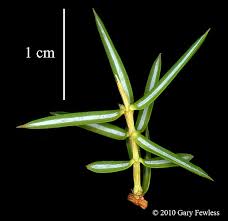 Attēlu rezultāti vaicājumam “Juniperus communis”