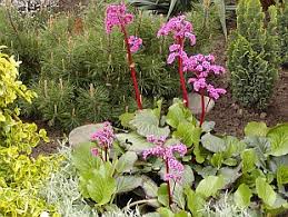 Image result for Bergenie