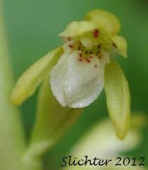 Attēlu rezultāti vaicājumam “Corallorhiza trifida”