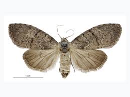 Attēlu rezultāti vaicājumam “Nolidae”