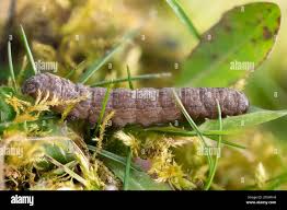 Attēlu rezultāti vaicājumam “Cucullia umbratica”