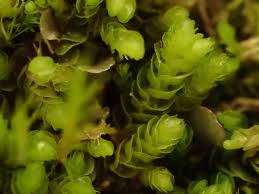 Attēlu rezultāti vaicājumam “Nardia scalaris”