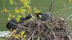 Attēlu rezultāti vaicājumam “Fulica atra nest”