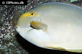 Image result for Acanthurus xanthopterus