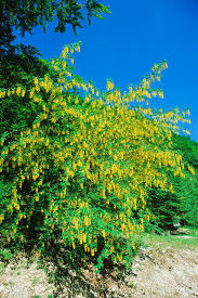 Image result for Laburnum anagyroides