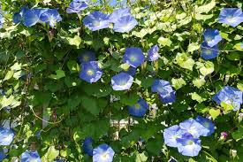 Image result for Prunkwinde