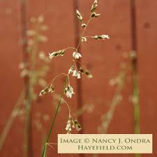 Attēlu rezultāti vaicājumam “Hierochloe odorata”