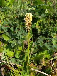 Attēlu rezultāti vaicājumam “Carex caryophyllea flower”