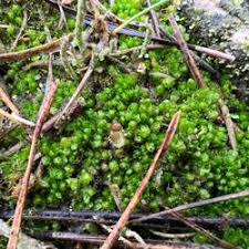 Attēlu rezultāti vaicājumam “Lophozia capitata”