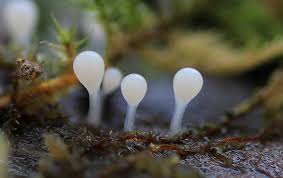 Attēlu rezultāti vaicājumam “Hemitrichia calyculata stalked”