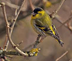 Attēlu rezultāti vaicājumam “Carduelis spinus”