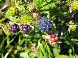 Attēlu rezultāti vaicājumam “Rubus plicatus fruit”