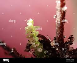 Attēlu rezultāti vaicājumam “Calypogeia fissa”