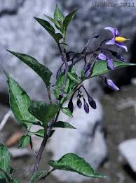 Attēlu rezultāti vaicājumam “Solanum dulcamara leaf”