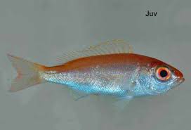 Image result for Rhomboplites aurorubens