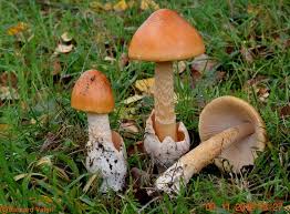 Attēlu rezultāti vaicājumam “Amanita crocea”
