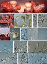 Attēlu rezultāti vaicājumam “Nectria cinnabarina”