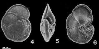 Attēlu rezultāti vaicājumam “Diderma globosum macro”