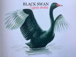 Attēlu rezultāti vaicājumam “Cygnus atratus”