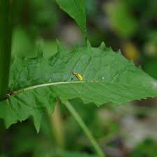 Attēlu rezultāti vaicājumam “Crepis paludosa leaf”