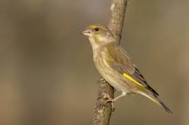 Attēlu rezultāti vaicājumam “Chloris chloris female”