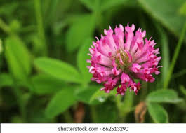 Attēlu rezultāti vaicājumam “Trifolium alpestre flower”