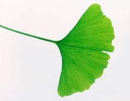 Attēlu rezultāti vaicājumam “Ginkgo biloba leaf”