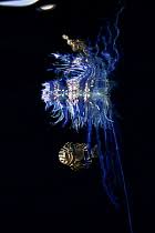 Image result for Schedophilus ovalis