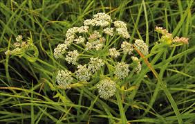 Attēlu rezultāti vaicājumam “Angelica palustris”