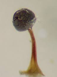 Attēlu rezultāti vaicājumam “Physarum gravidum”