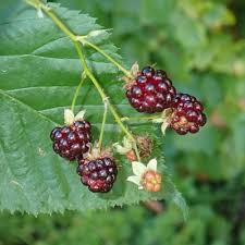 Attēlu rezultāti vaicājumam “Rubus nessensis fruit”