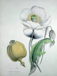 Attēlu rezultāti vaicājumam “Papaver somniferum flower”