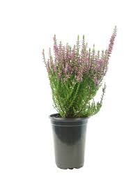 Attēlu rezultāti vaicājumam “Calluna vulgaris bud”