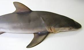 Image result for Carcharhinus falciformis