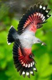 Image result for Tichodroma muraria