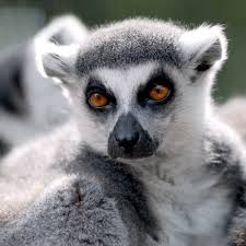 lemur ile ilgili görsel sonucu