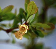 Attēlu rezultāti vaicājumam “Berberis thunbergii flower”