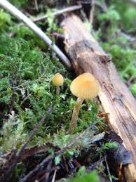 Attēlu rezultāti vaicājumam “Psilocybe sp.”