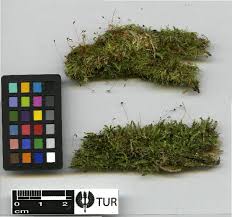 Attēlu rezultāti vaicājumam “Herzogiella seligeri”